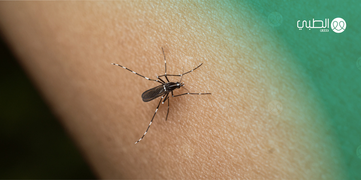 ذبابة الرمل