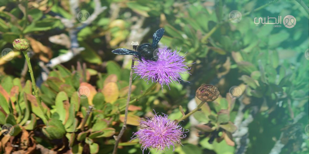 عشبة القبار