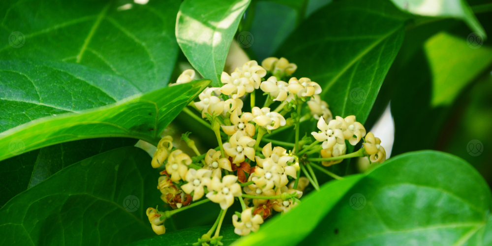 عشبة الجيمنيما