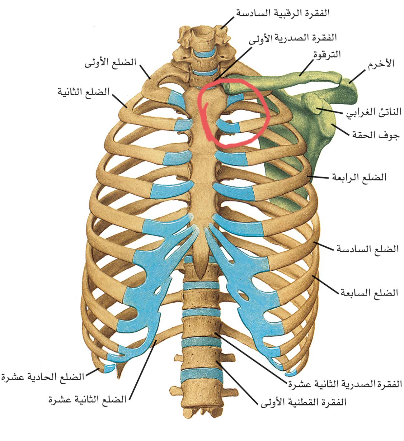 ٢٠٢٤٠٧٠٣_١٤٥٤٥٩