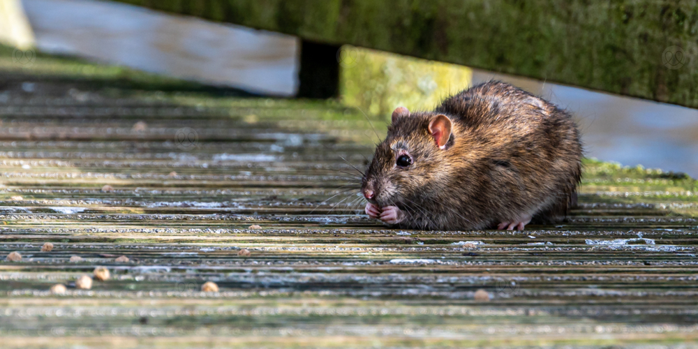 داء البريميات