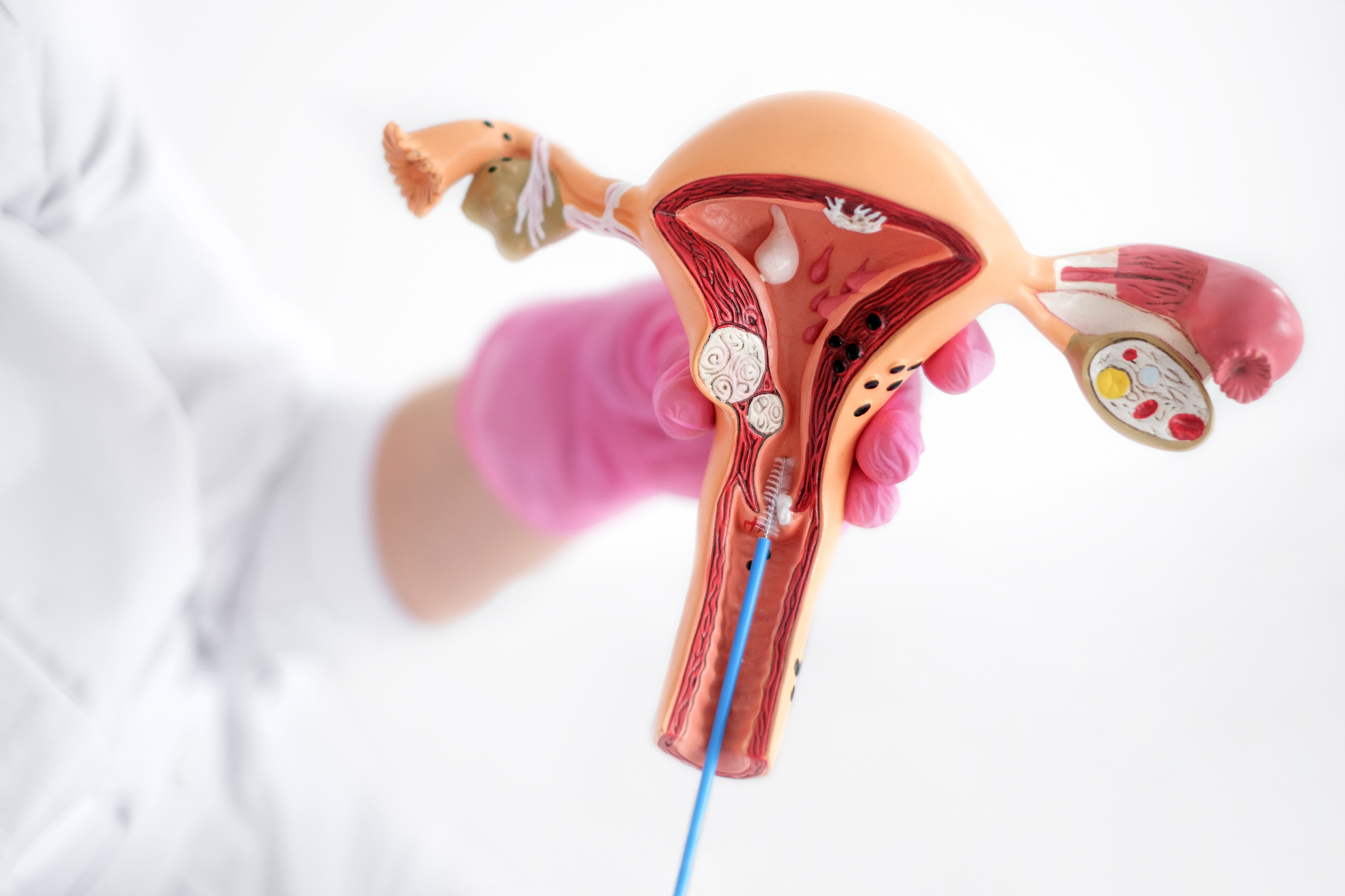 أين يوجد المبيض؟ شرح بالصور ووظائفه في جسم المرأة