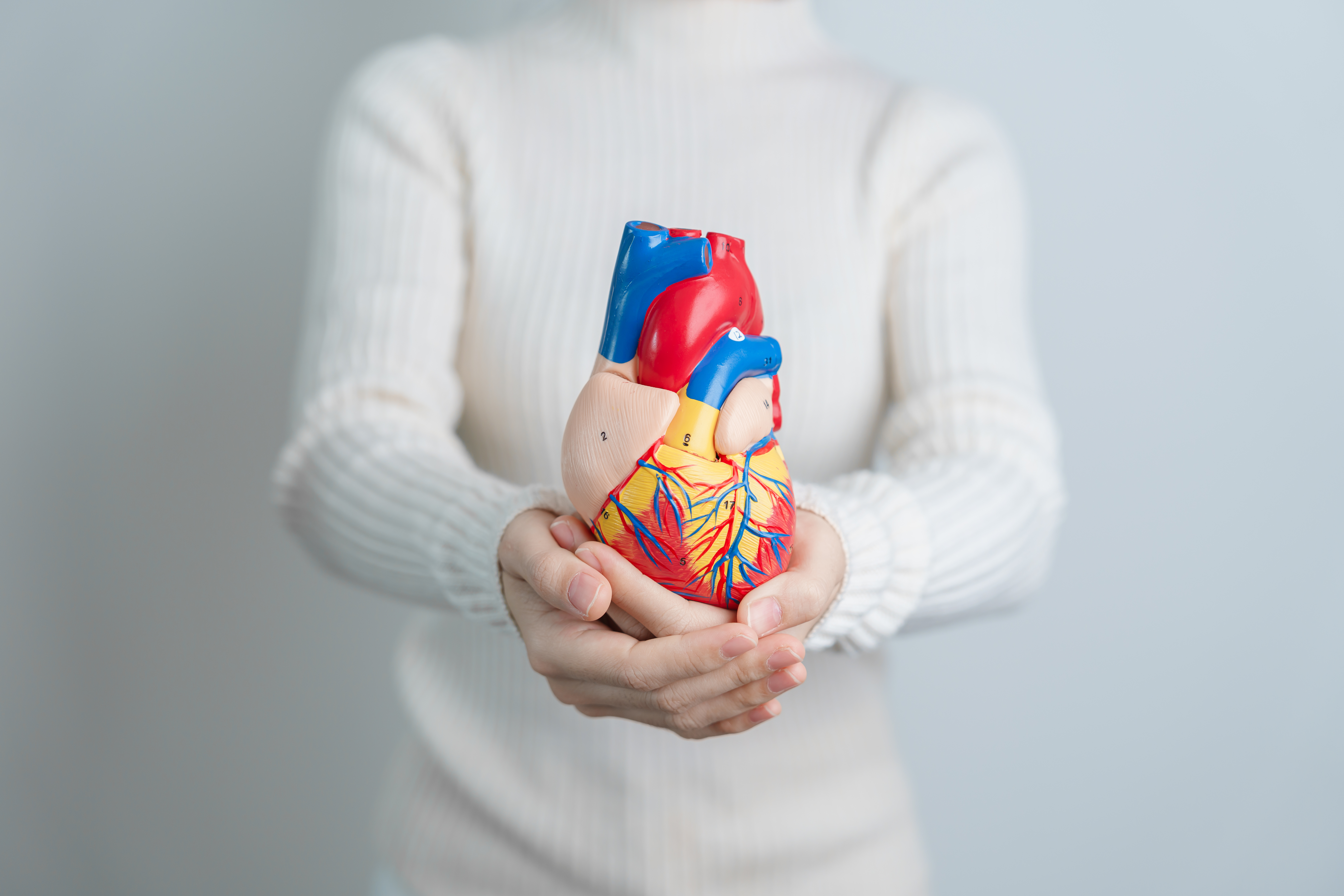 وظيفة القلب