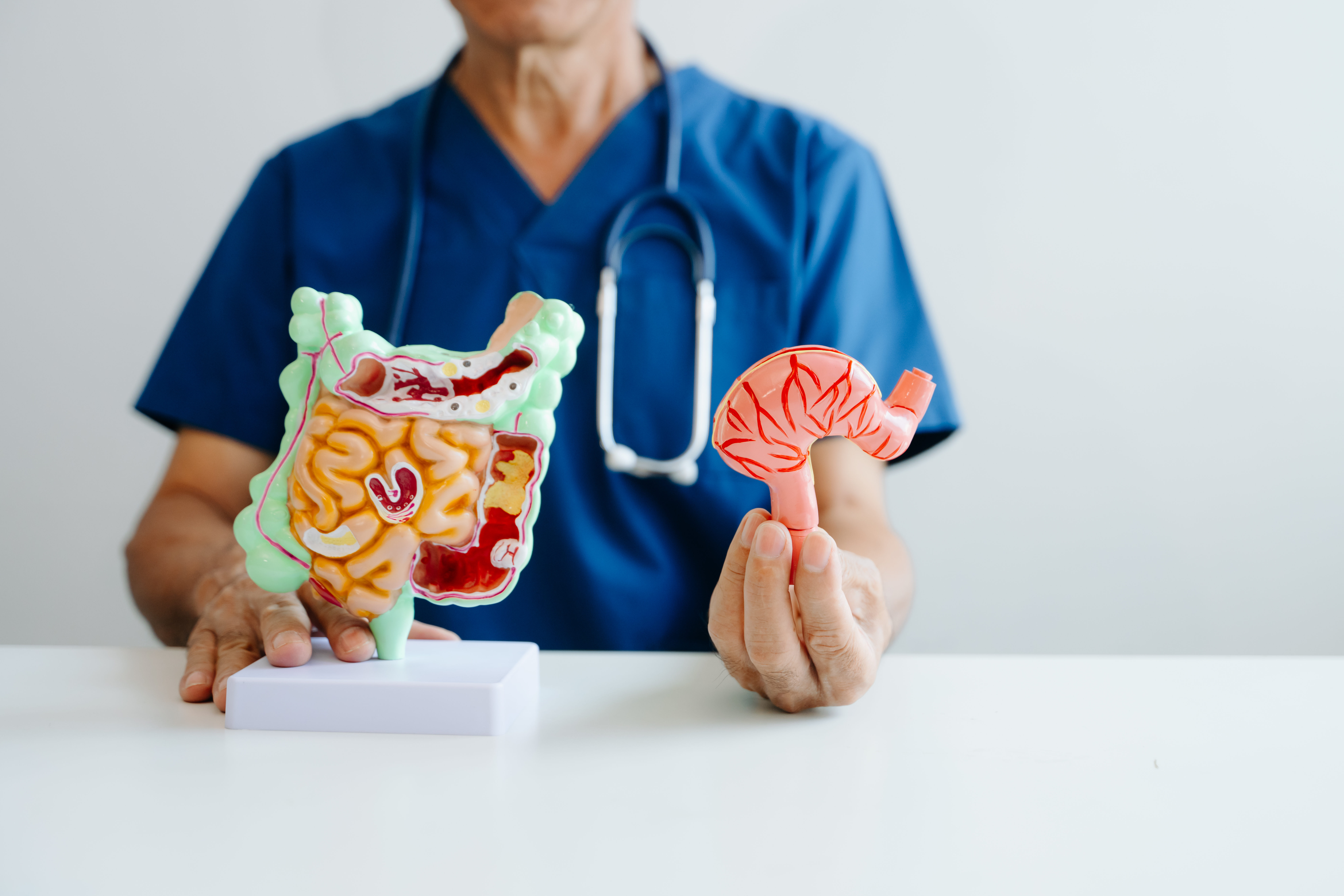 وظائف الجهاز الهضمي