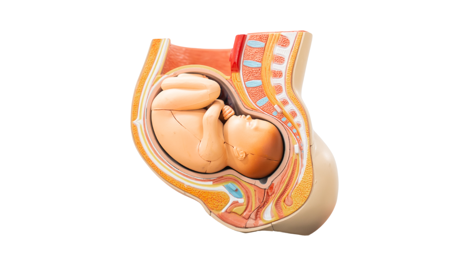 9. الشهر التاسع