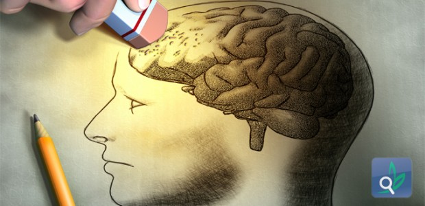 فوائد التوت للذاكرة ووظائف الدماغ