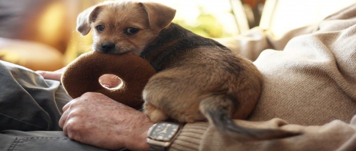 الغذاء والسرطان