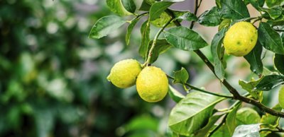 فوائد ورق الليمون الطبي