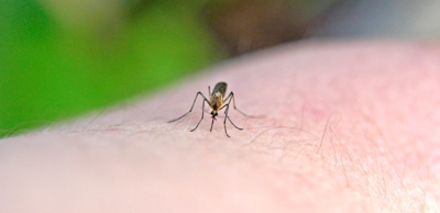 هل ينتقل فيروس كورونا الجديد عن طريق الاكل؟