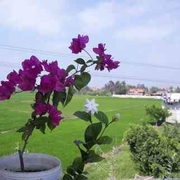 د. شيماء زكريا سليط اخصائي في طب الاسرة